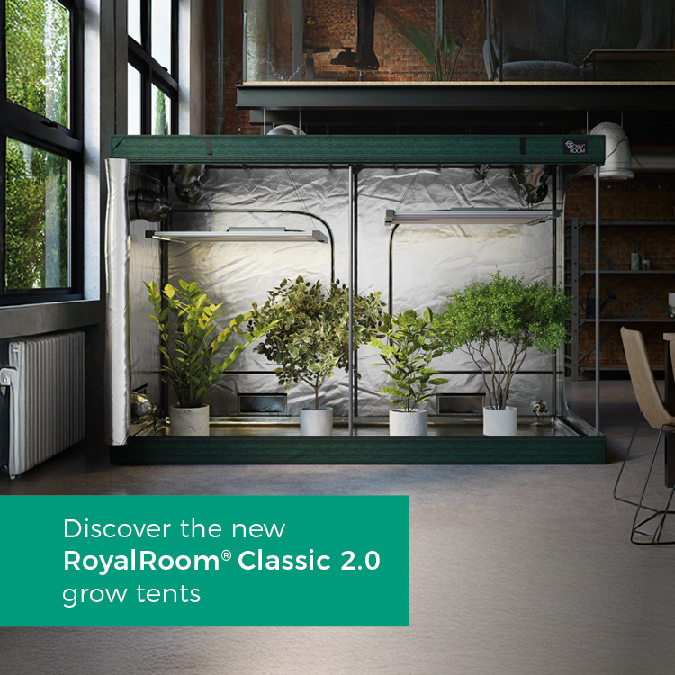 Check out the new RR series!
